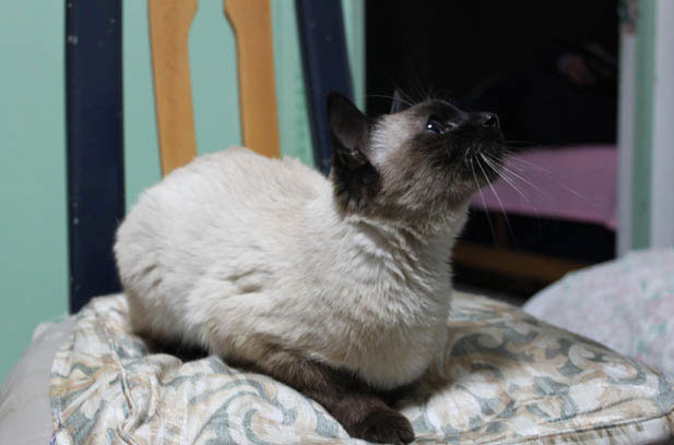 My Endearing Connection with My Siamese Cat, Xiao Zhongqiu