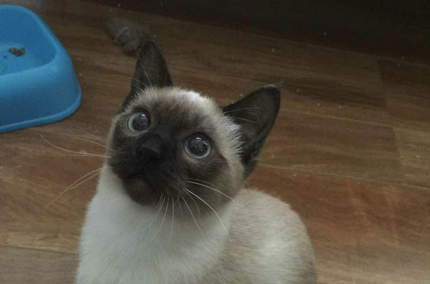 Fuxiu: The Resilient Siamese Cat and Our Shared Journey