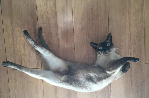The Enchanting Encounter with a Lively Siamese Cat