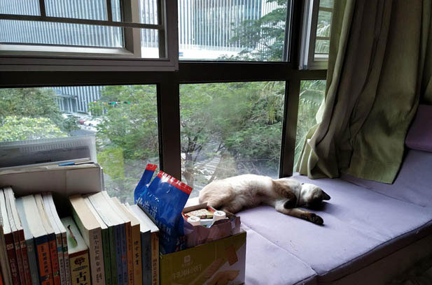 The Siamese Cat That Defies the Norm